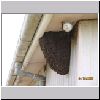 BH Bee Removal May 2005_002.jpg